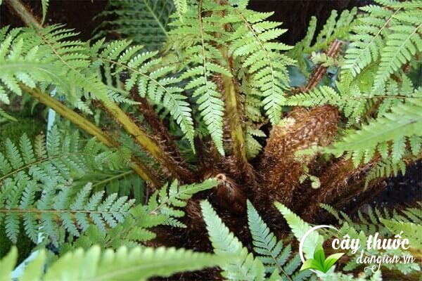 Cây cẩu tích hay còn gọi là lông cu li